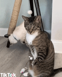 cat what GIF by TikTok