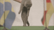 cat deutschland GIF by bett1