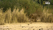savage kingdom big cat week GIF by Nat Geo Wild 