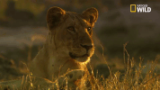 savage kingdom big cat week GIF by Nat Geo Wild 