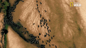 savage kingdom big cat week GIF by Nat Geo Wild 