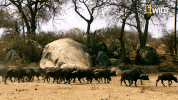 savage kingdom big cat week GIF by Nat Geo Wild 