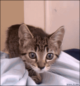 kitten stalking GIF