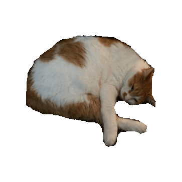 tired cat Sticker