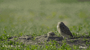America Yawn GIF by Nat Geo Wild