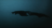 phantom der nacht vampyre GIF
