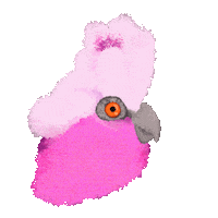 Bird Flaming Sticker by Kev Lavery