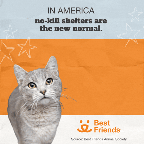 Adopt Best Friends GIF by Best Friends Animal Society