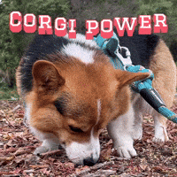 Corgi Milo GIF