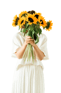 hollandridgefarms sunflower holland tulip tulips Sticker