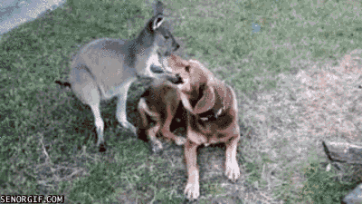 dog kangaroo GIF by Cheezburger