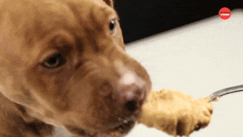 Puppy Eating Peanut Butter 