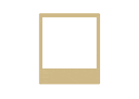 college gold Sticker by Florida State University