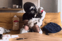 Cat Hello GIF