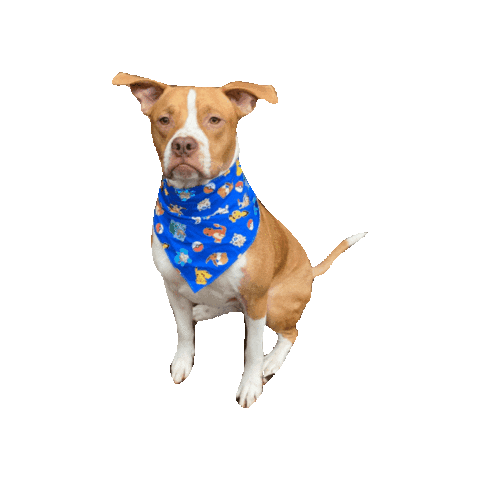 Pokemon Catch Them All Sticker by Geekster Pets