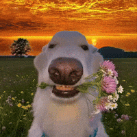 Dog Love GIF