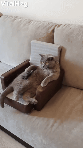 Cat Comfortably Watches Movie