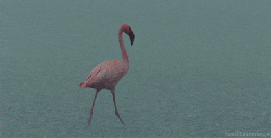 Bird Flamingo GIF