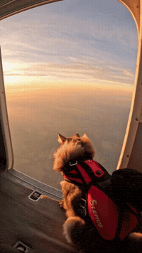 Cat Flying GIF