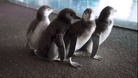 Penguin Chicks' Names Announced by Shedd Aquarium in Chicago