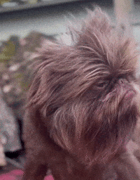 Funny Face Dog GIF