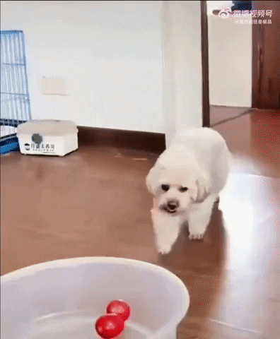 cuteanimalland giphyupload GIF