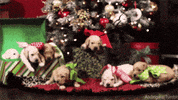 Christmas Tree Dog GIF