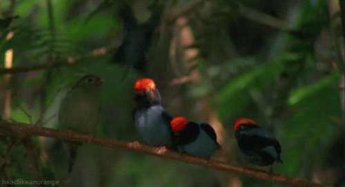 Birds GIF