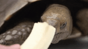 zooknoxville hungry breakfast banana nom GIF