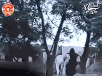 league cricket GIF by Islamabad United