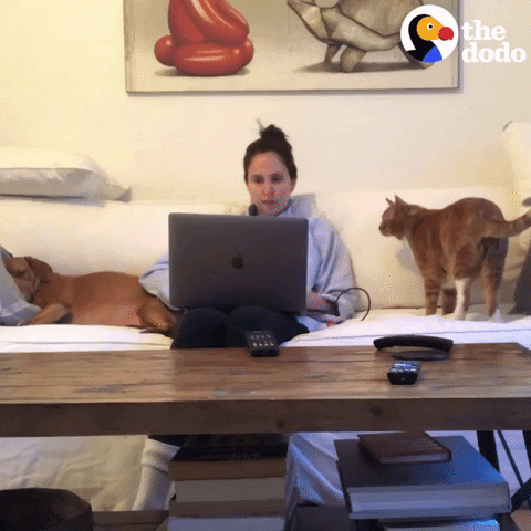 Work From Home Pets GIF by The Dodo