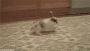 rabbit hopping GIF