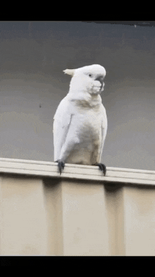 cuteanimalland giphyupload GIF