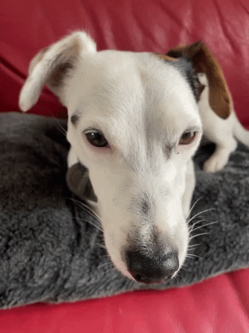 GIF by Crapule Paris