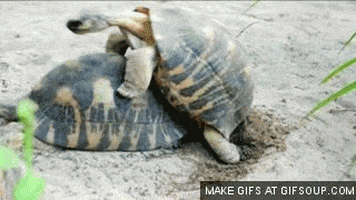 tony turtle GIF