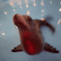 Seal GIF