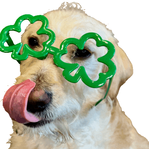 MelCarrElectric giphyupload cutedog stpatricksday workwithreba Sticker