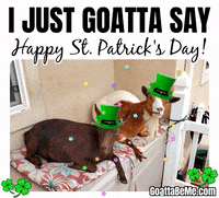 St Patricks Day Good Luck GIF by Goatta Be Me Goats! Adventures of Java, Toffee, Pumpkin and Cookie!