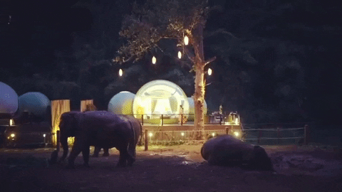 yj_jane giphygifmaker GIF