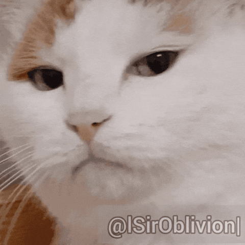 Cat Stare GIF