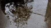sad ripples GIF by University of Alaska Fairbanks