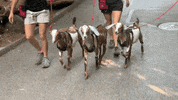 cincinnatizoo cute animals walk exercise GIF
