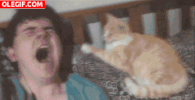 le al GIF