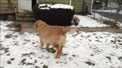 dog GIF by Digg