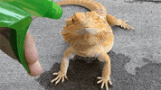 lick'em the water GIF by Digg