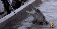 GIF by Swamp People