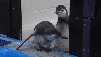 Penguin Chicks Enjoy First Swim at Shedd Aquarium
