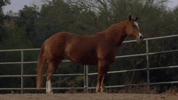 Sexy Cowboy GIF by Darius Martin