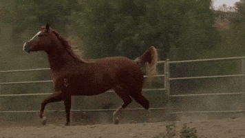 Sexy Cowboy GIF by Darius Martin