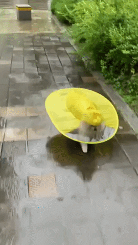 cuteanimalland giphyupload GIF